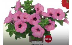 Петуния Spice Pearls Bright Pink