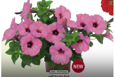 Петуния Spice Pearls Bright Pink