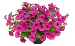 Петуния Vista Pure Raspberry