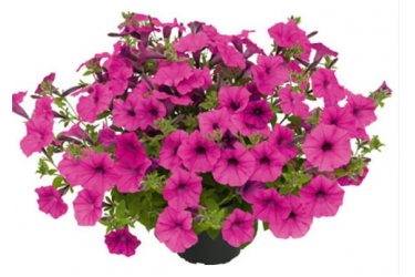 Петуния Vista Pure Raspberry