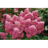 Гортензия метельчатая Петит Флори (Petit Flori)