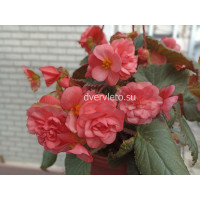 Бегония Sweetspice English Rose