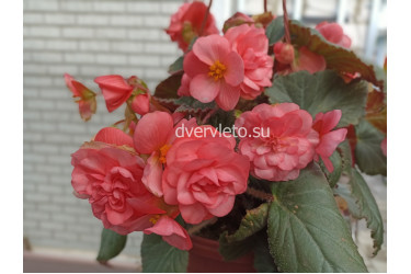 Бегония Sweetspice English Rose