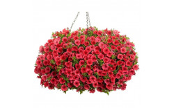 Петуния Mini Vista Corall