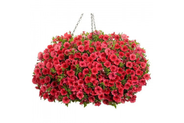 Петуния Mini Vista Corall