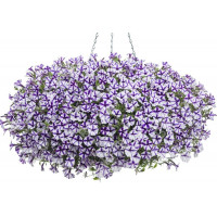 Петуния Mini Vista Violet Star