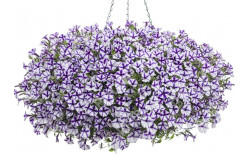 Петуния Mini Vista Violet Star