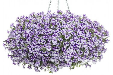 Петуния Mini Vista Violet Star