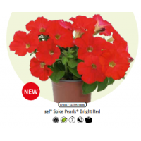 Петуния Spice Pearls Bright Red