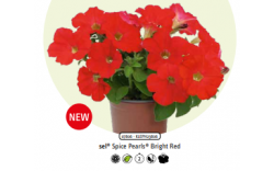 Петуния Spice Pearls Bright Red