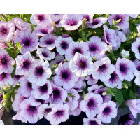 Петуния Capella Purple Veins