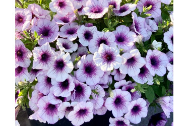 Петуния Capella Purple Veins