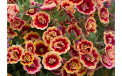 Калибрахоа MiniFamous Neo Double Orange