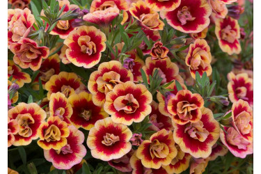 Калибрахоа MiniFamous Neo Double Orange