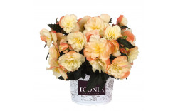 Бегония I CONIA AROMA PEACH