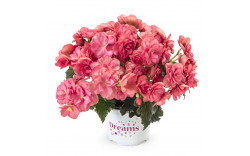 Бегония BK Collection Chloe Coral Pink