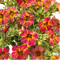 Калибрахоа CALILOCO CALICO