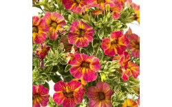 Калибрахоа CALILOCO CALICO