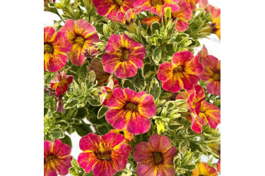 Калибрахоа CALILOCO CALICO