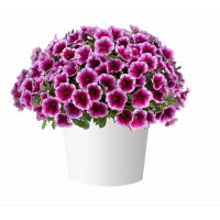 Петуния Capella Fuchsia Lace