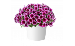 Петуния Capella Fuchsia Lace