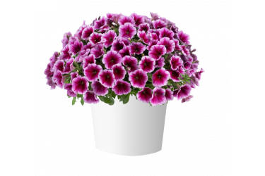 Петуния Capella Fuchsia Lace