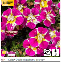 Калибрахоа Calita double raspberry Icecream