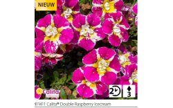 Калибрахоа Calita double raspberry Icecream