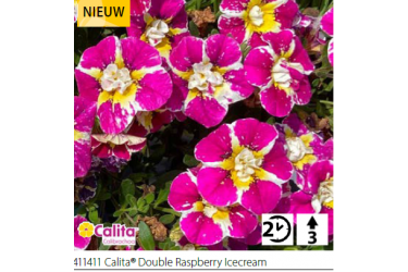 Калибрахоа Calita double raspberry Icecream