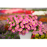 Петуния CAPELLA Pink Morn