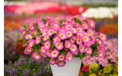 Петуния CAPELLA Pink Morn