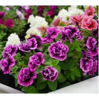 Петуния SWEETSUNSHINE COMPACT HOT PINK VEINS