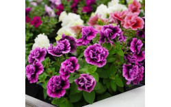 Петуния SWEETSUNSHINE COMPACT HOT PINK VEINS