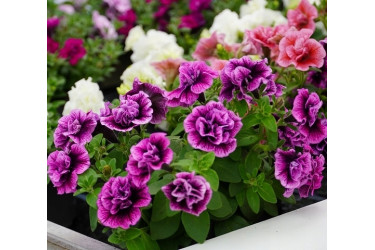 Петуния SWEETSUNSHINE COMPACT HOT PINK VEINS