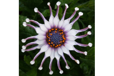 Остеоспермум Flower Power Spider White