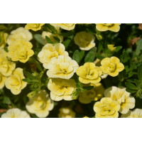 Калибрахоа Mini Famous Uno Double Lemon