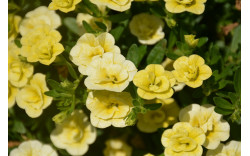 Калибрахоа Mini Famous Uno Double Lemon