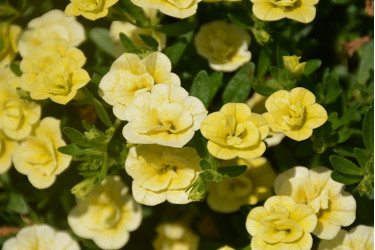 Калибрахоа Mini Famous Uno Double Lemon