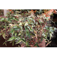 Gibasis variegata (Гибазис вариегатный)
