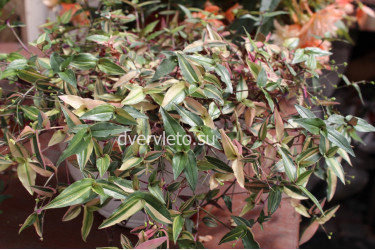 Gibasis variegata (Гибазис вариегатный)