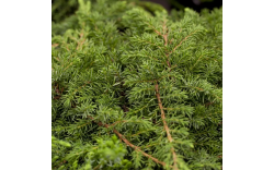 Можжевельник обыкновенный Green carpet