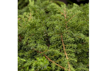 Можжевельник обыкновенный Green carpet
