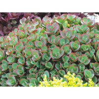 Очиток (Седум) гибридный Санспарклер Лайм Зингер (Sedum hybrid Sunsparkler Lime Zinger)