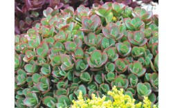 Очиток (Седум) гибридный Санспарклер Лайм Зингер (Sedum hybrid Sunsparkler Lime Zinger)