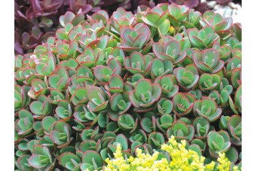Очиток (Седум) гибридный Санспарклер Лайм Зингер (Sedum hybrid Sunsparkler Lime Zinger)