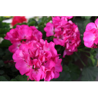 Пеларгония зональная Big EEZE Fuchsia Blue