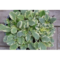 Живучка (Аюга) Variegata