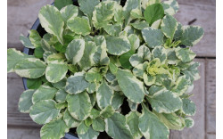 Живучка (Аюга) Variegata