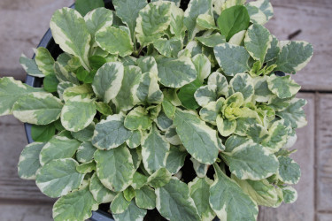Живучка (Аюга) Variegata