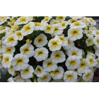 Калибрахоа Calibasket Sunny Side